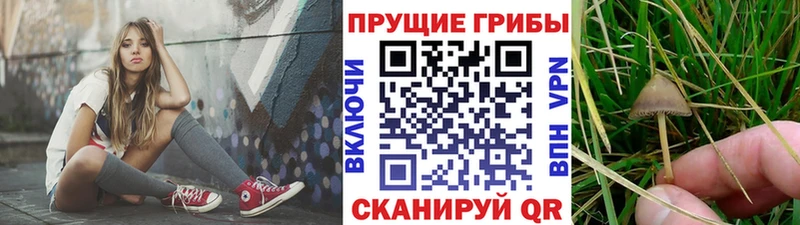 как найти   Костомукша  Галлюциногенные грибы Psilocybine cubensis 
